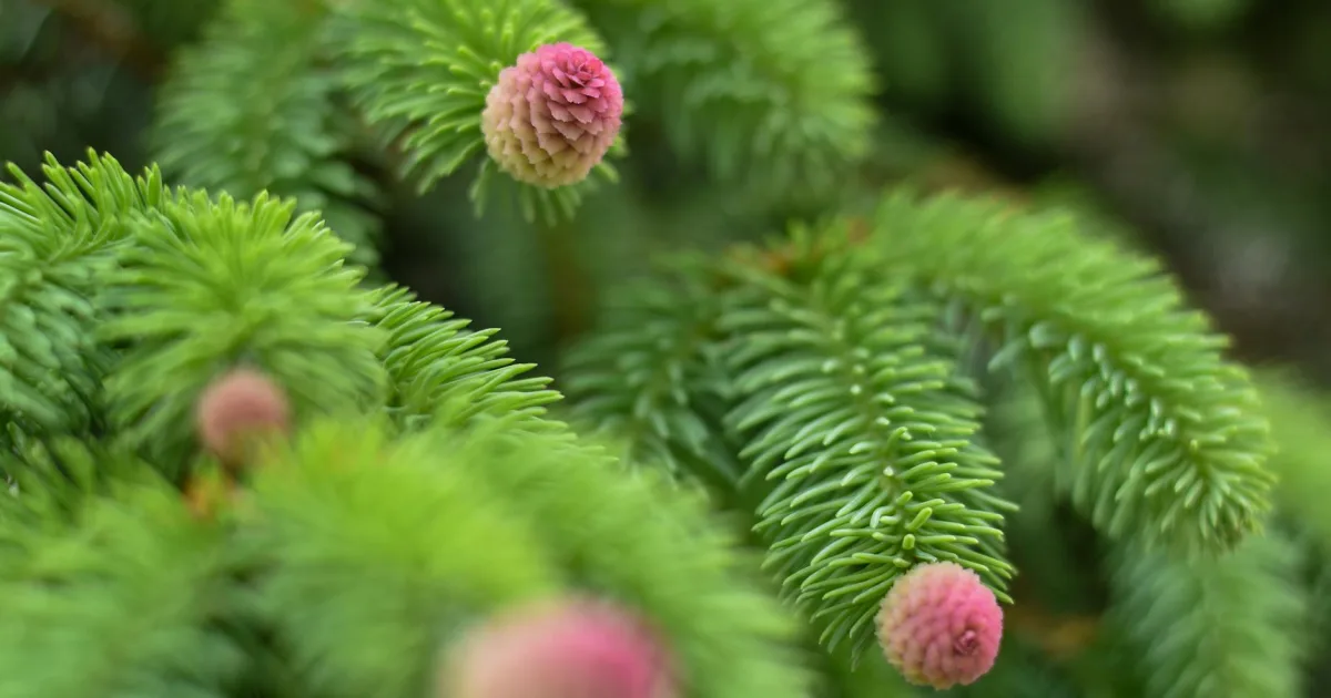 Downtown Spruce, MO, MO