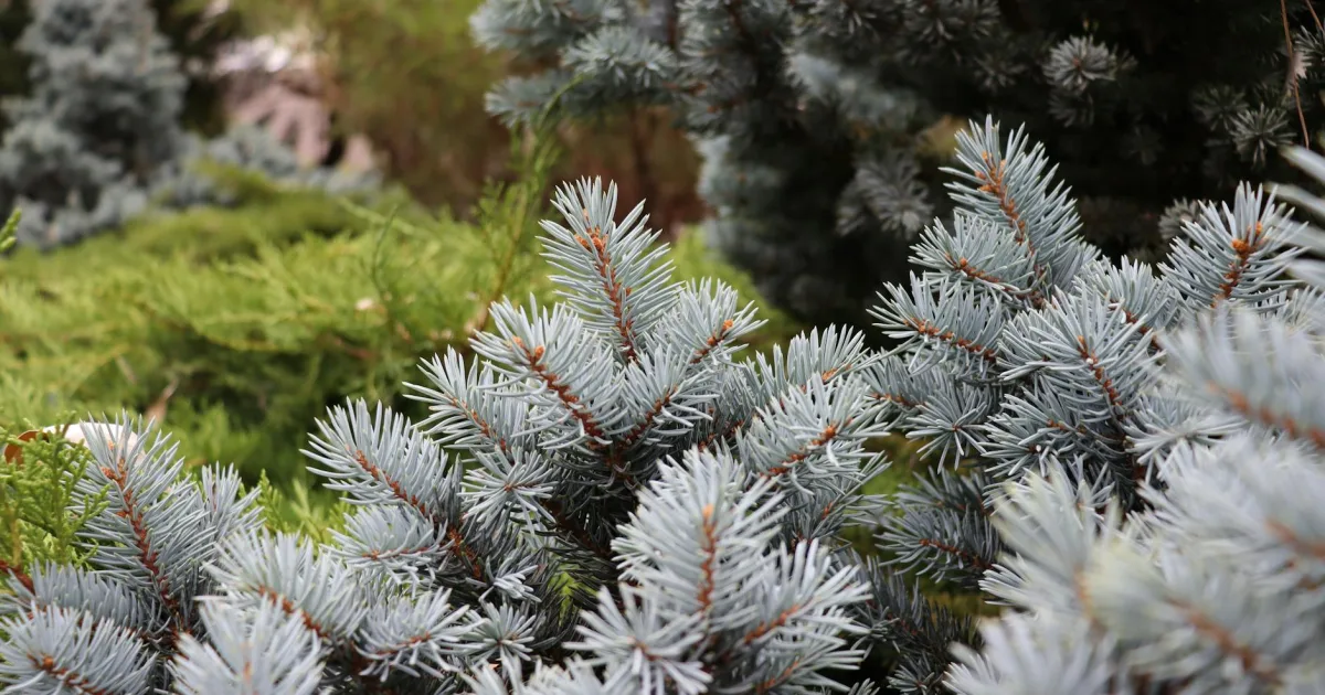 Downtown Spruce Pine, NC, NC