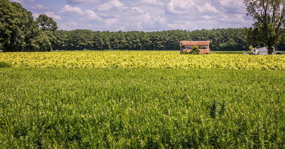 Downtown Stackhouse, NC, NC