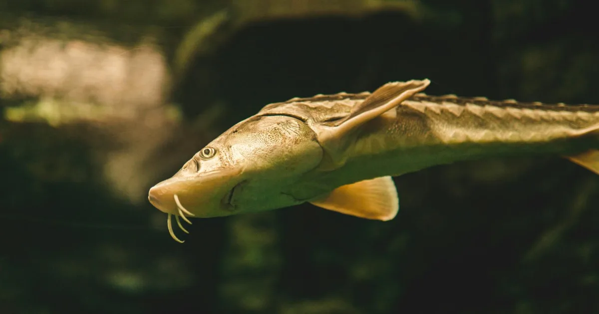 Downtown Sturgeon, PA, PA