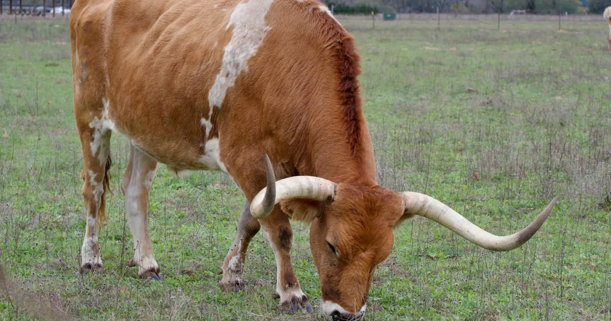 Downtown Sudan, TX, TX
