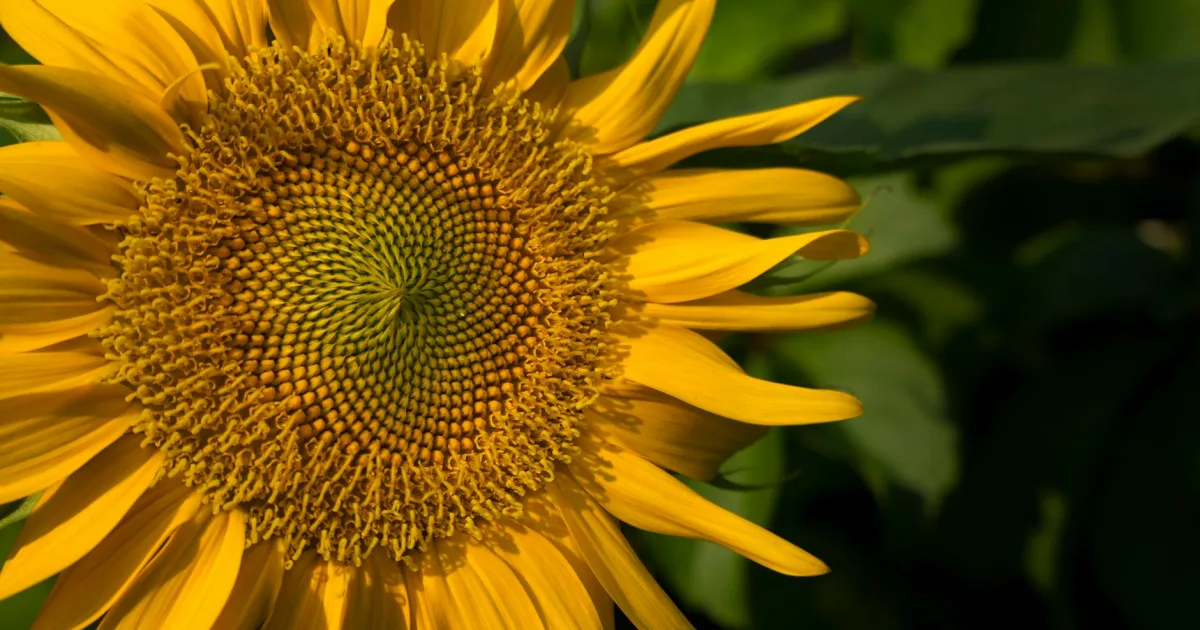 Downtown Sunflower, MS, MS