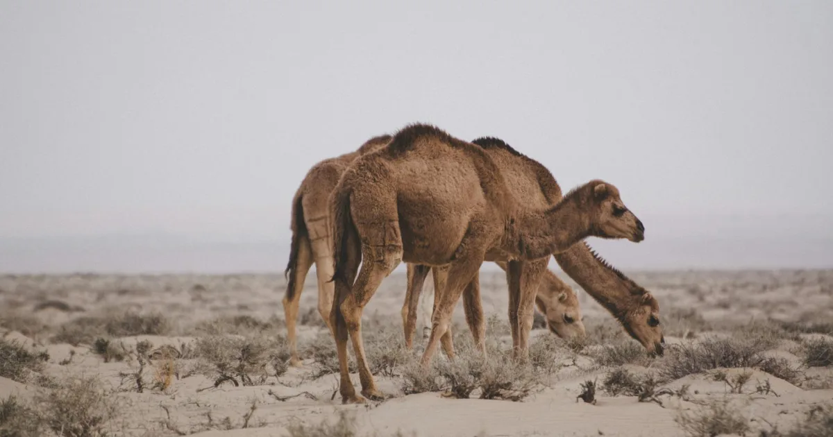 Downtown Susan Moore, AL, AL