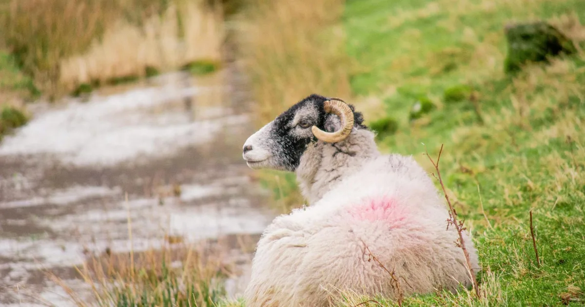 Downtown Swaledale, IA, IA