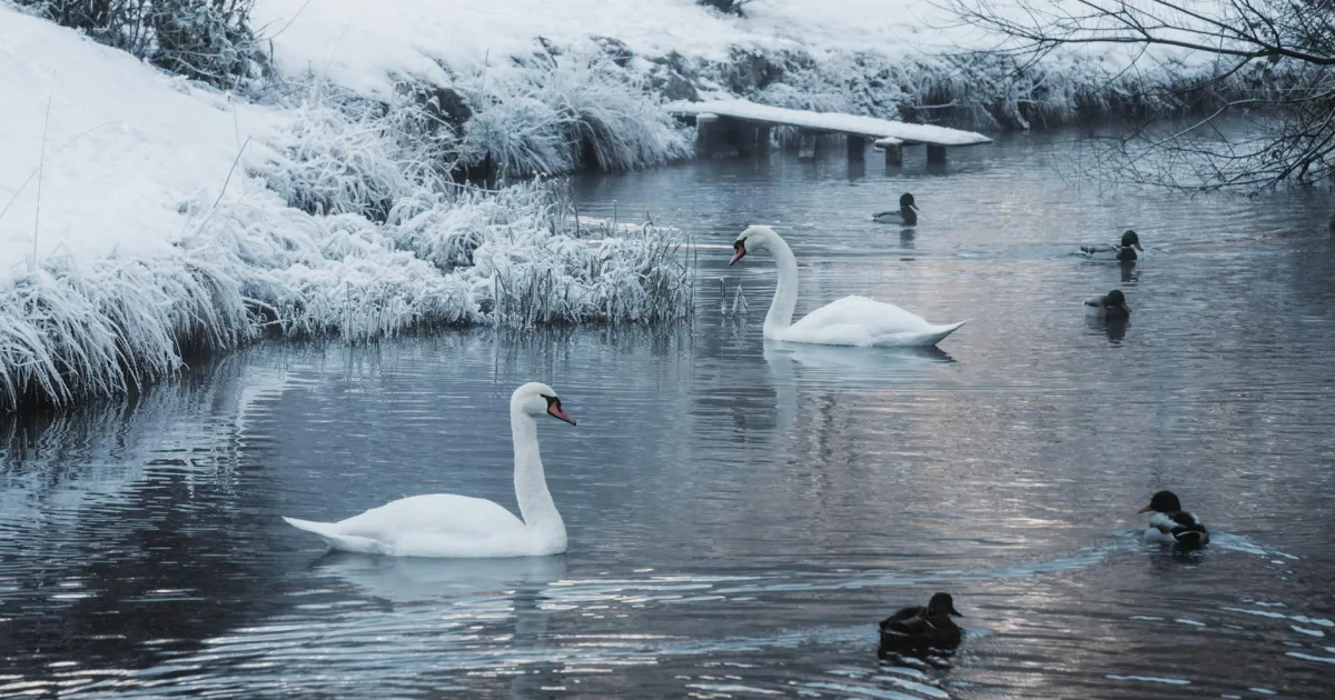 Downtown Swan Creek, OH, OH