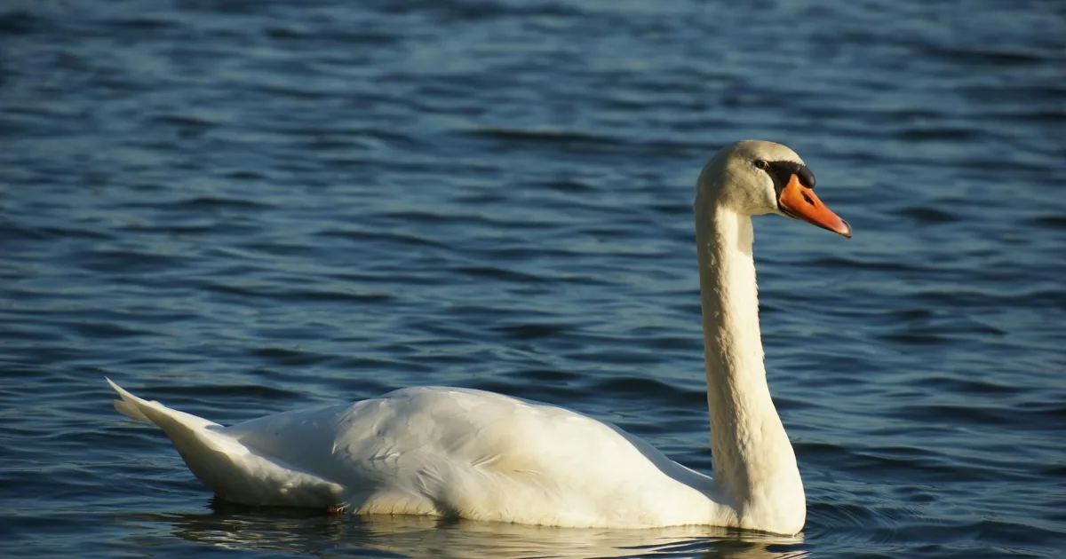Downtown Swan, IN, IN