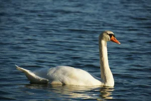 Downtown Swan, IN, IN