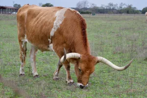 Downtown Texas, OH, OH