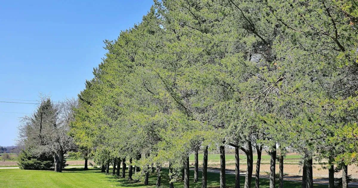 Downtown The Pinery, CO, CO