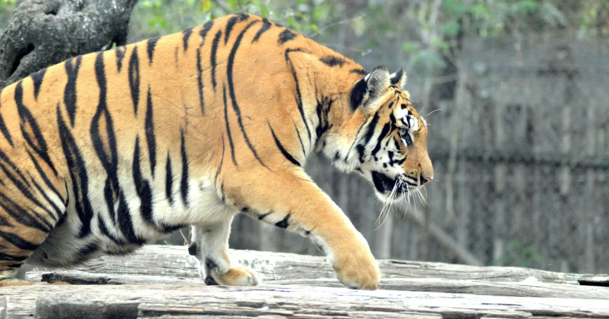 Downtown Tiger Point, FL, FL