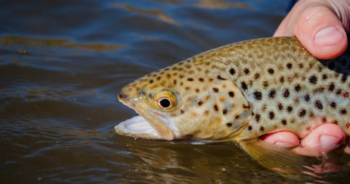 Downtown Trout Valley, IL, IL