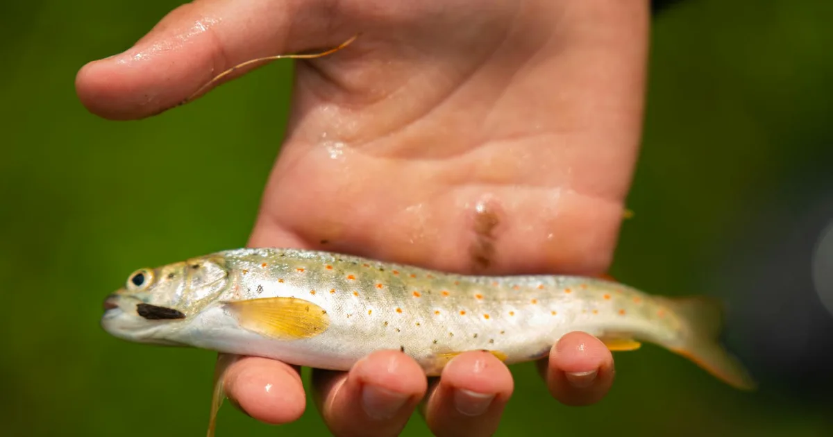 Downtown Troutdale, OR, OR