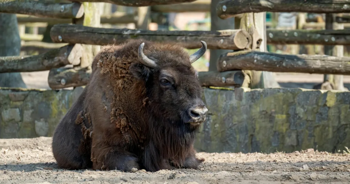 Downtown Trumbull, NE, NE