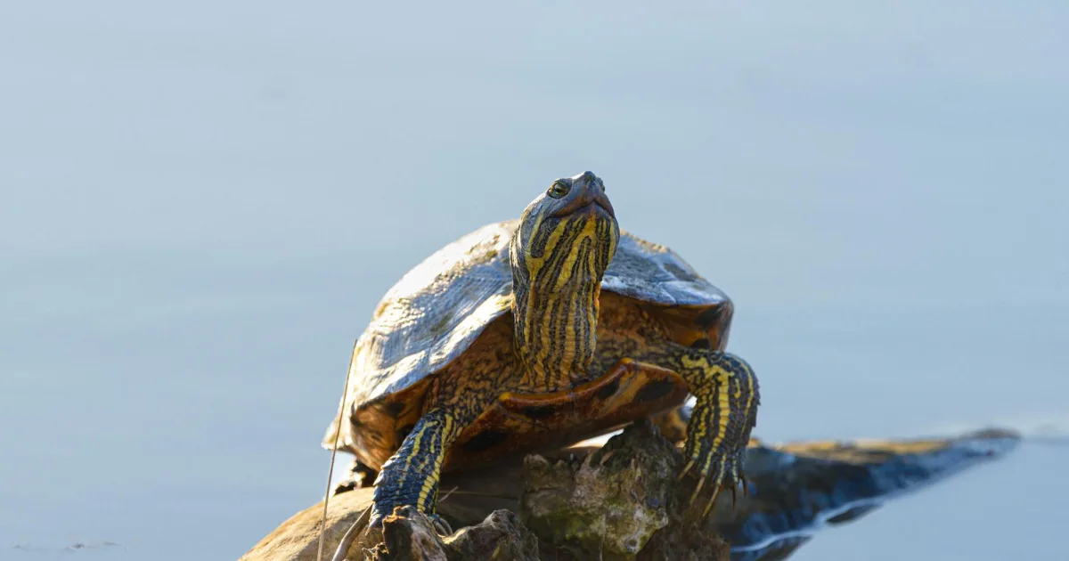 Downtown Turtle Creek, PA, PA