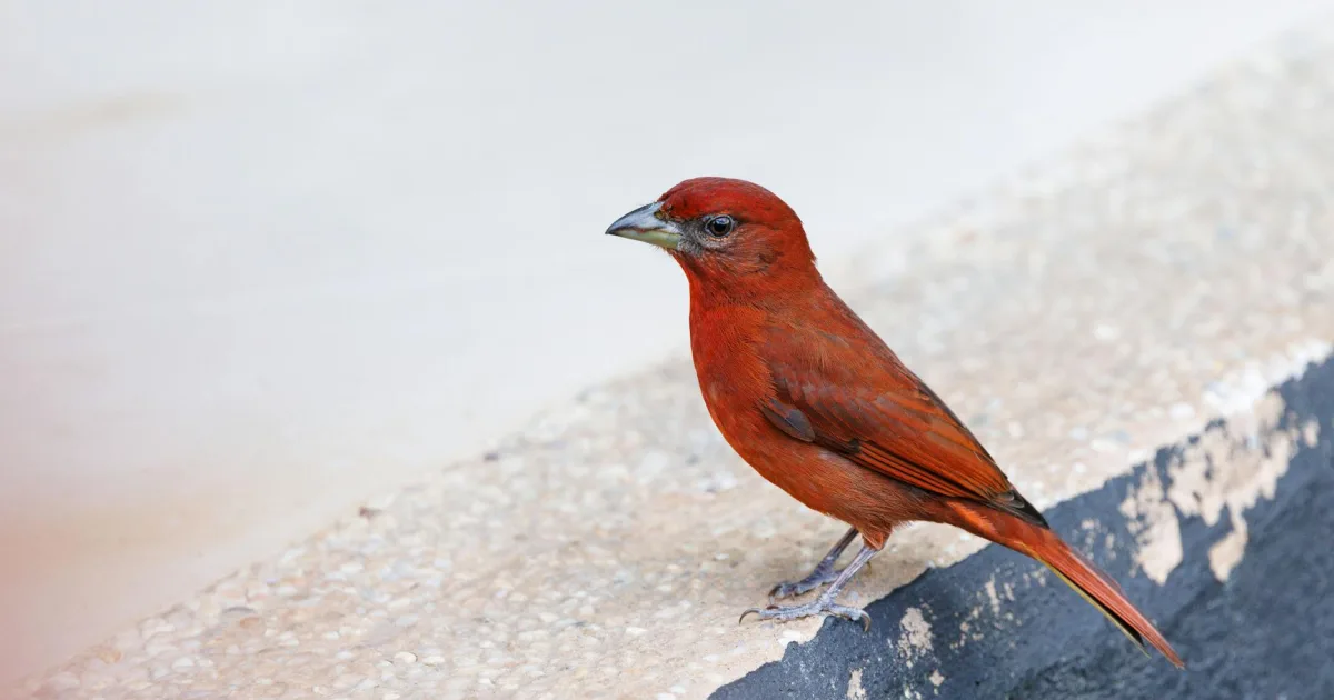 Downtown Vermillion, MN, MN