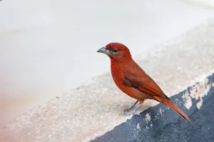 Downtown Vermillion, MN, MN