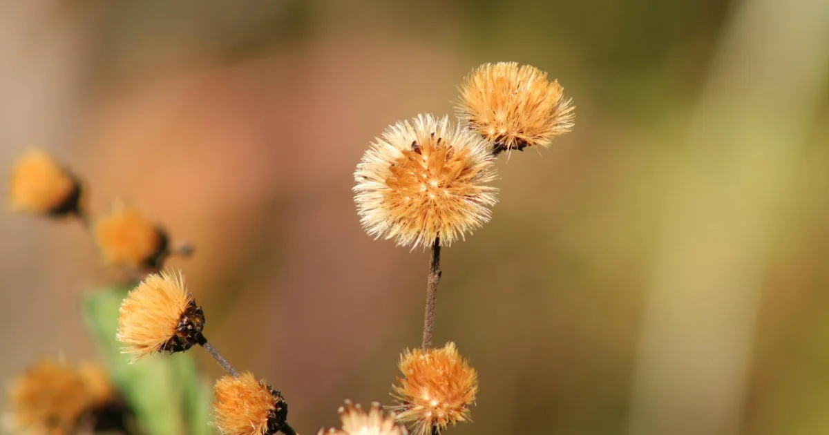 Downtown Vernonia, OR, OR