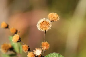 Downtown Vernonia, OR, OR