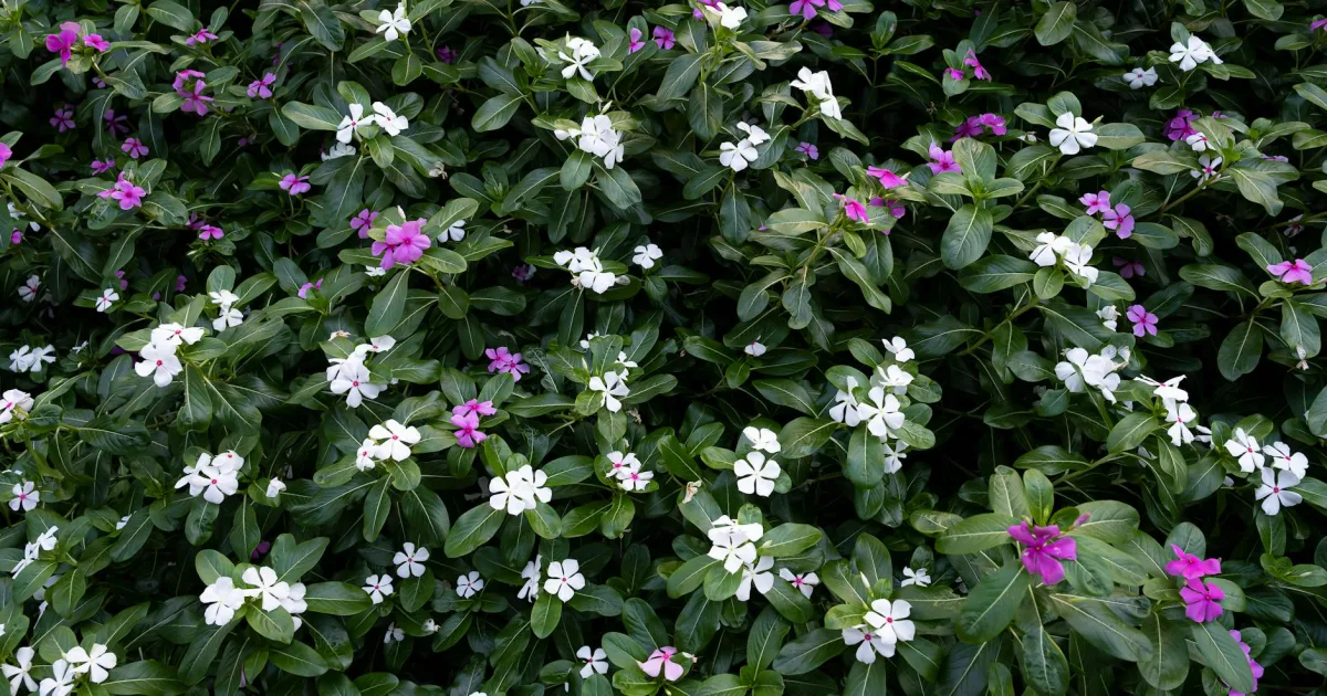 Downtown Vinco, PA, PA