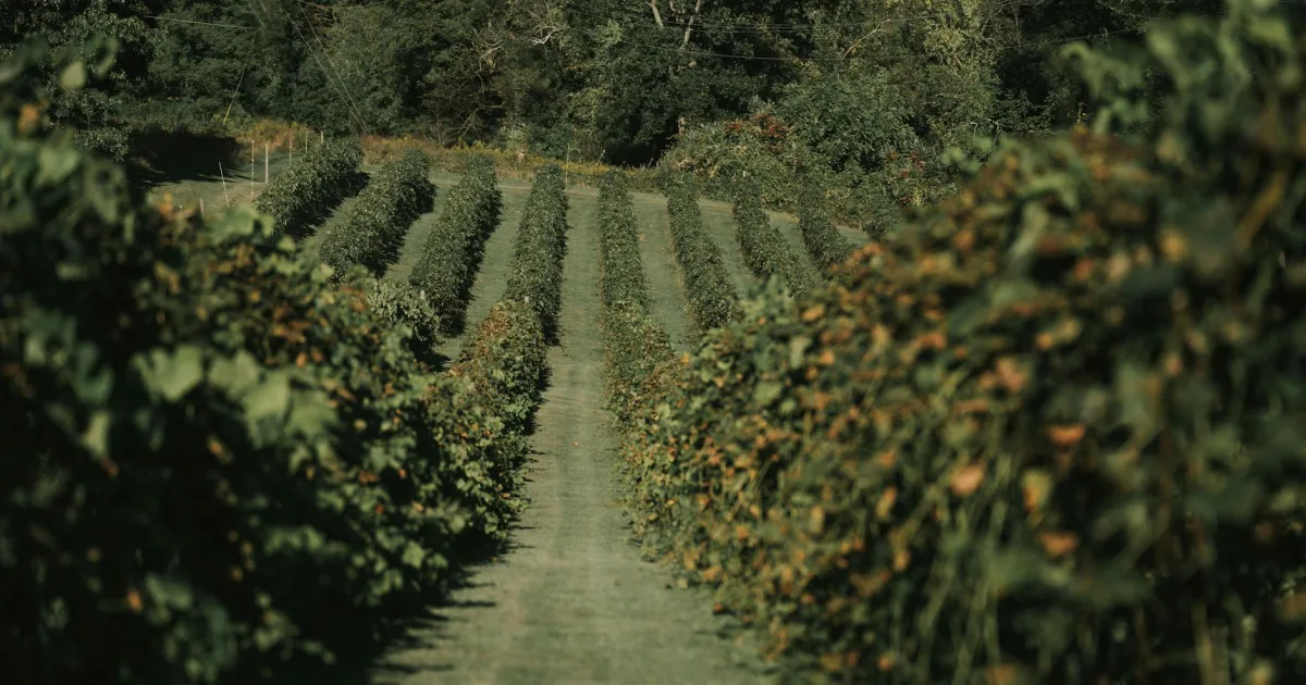 Downtown Vine Grove, KY, KY