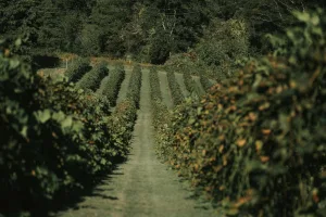 Downtown Vine Grove, KY, KY