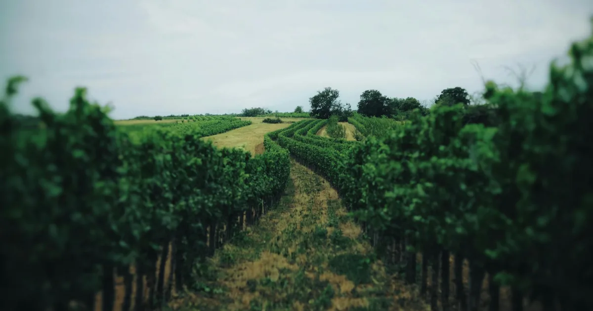 Downtown Vineyards, FL, FL