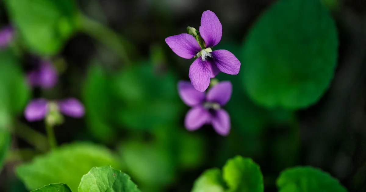 Downtown Violet, LA, LA