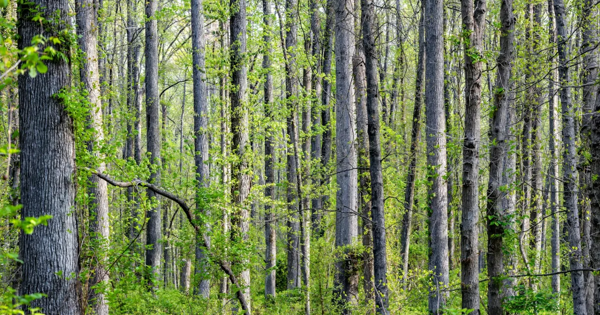 Downtown Wake Forest, NC, NC