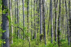 Downtown Wake Forest, NC, NC