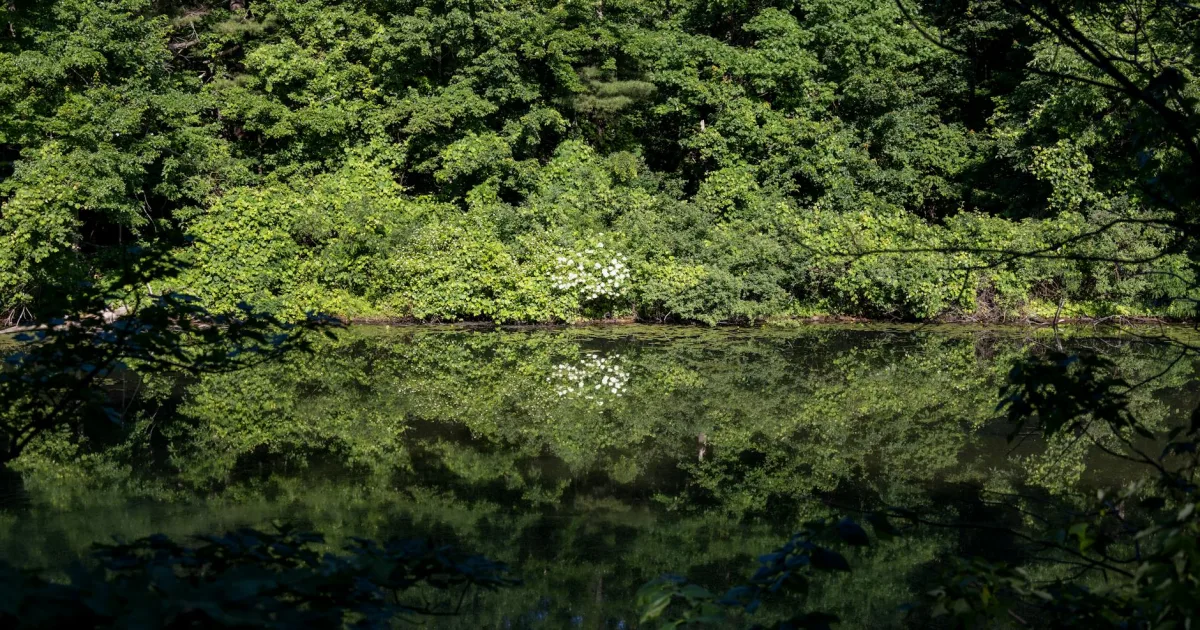Downtown Walden Pond, SC, SC