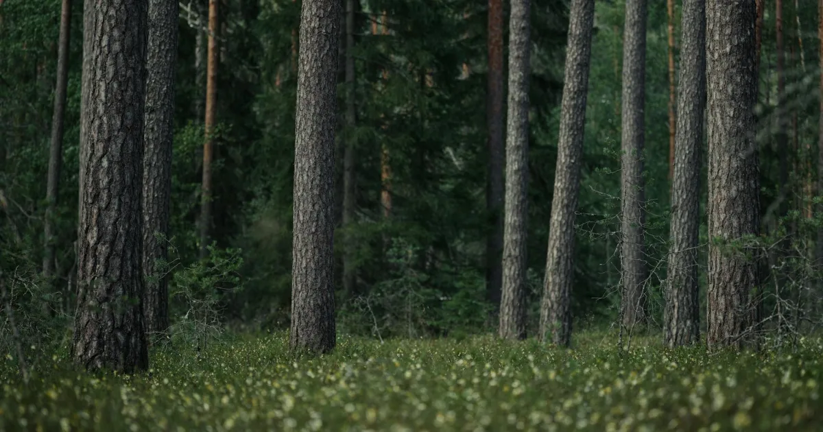 Downtown Waldo, FL, FL