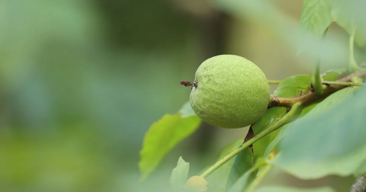 Downtown Walnut Grove, CA, CA