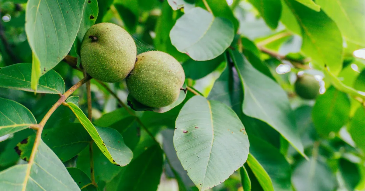 Downtown Walnut Grove, MS, MS