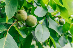 Downtown Walnut Grove, MS, MS