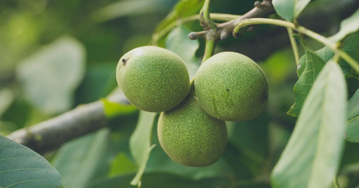 Downtown Walnut Springs, TX, TX