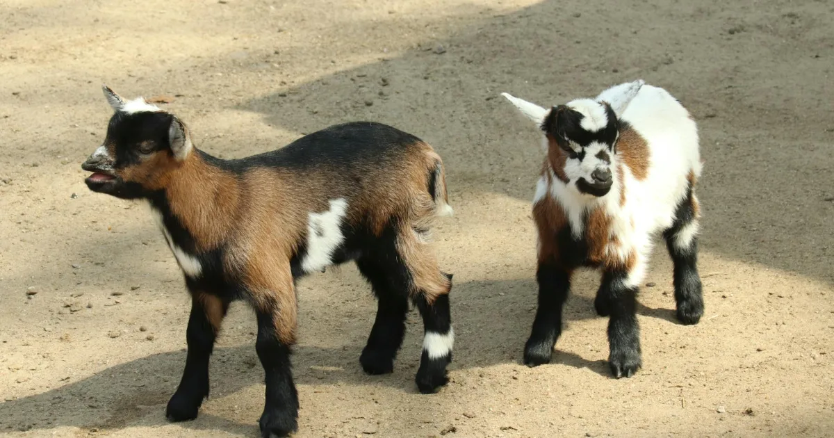 Downtown Washburn, ND, ND