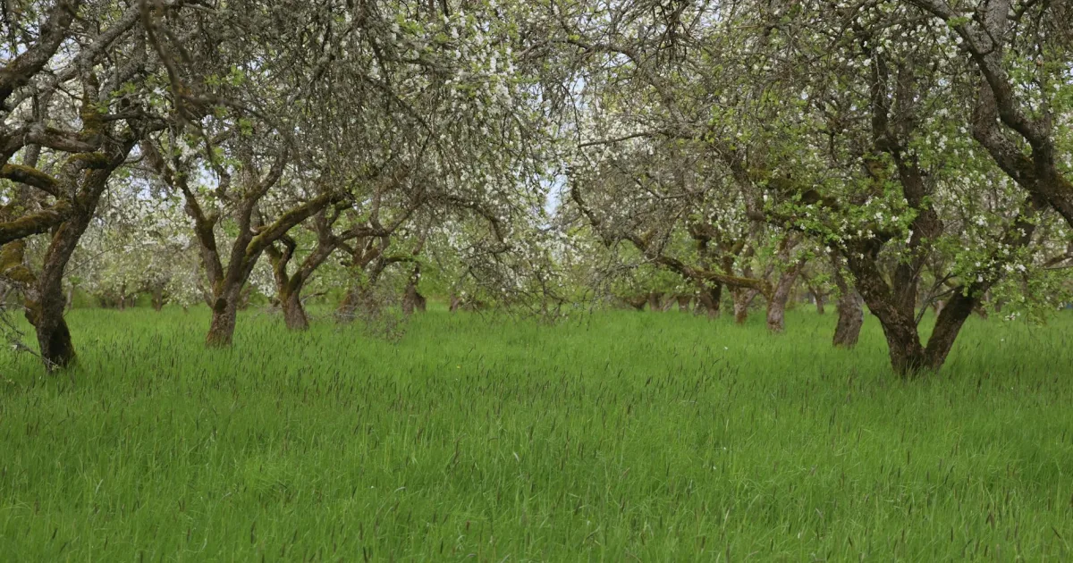 Downtown Watson Orchard, SC, SC