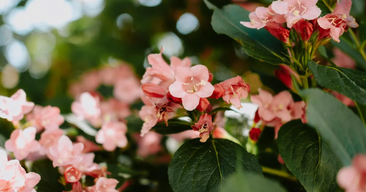 Downtown Weigelstown, PA, PA