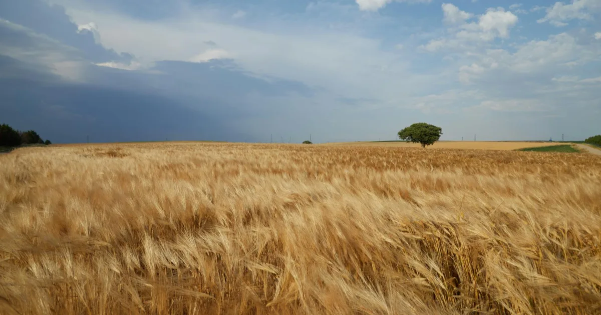 Downtown Wheatfield, IN, IN