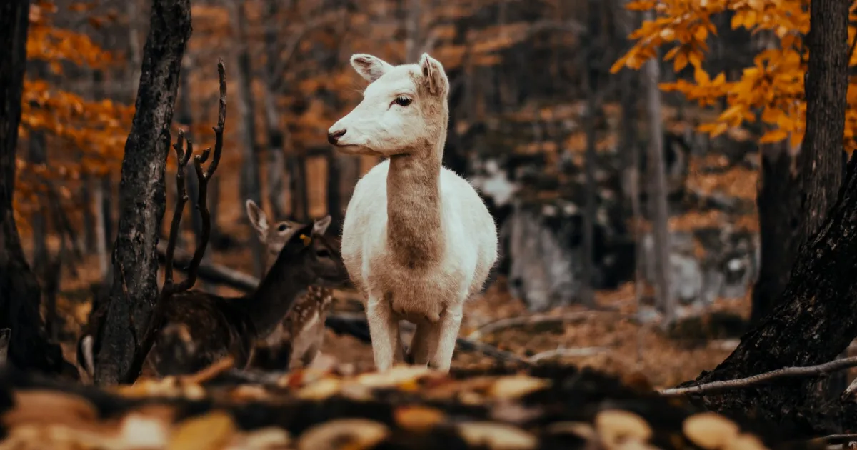 Downtown White Deer, PA, PA