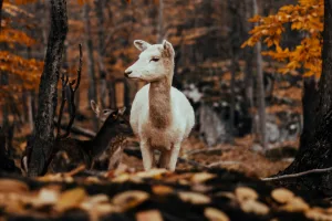 Downtown White Deer, PA, PA