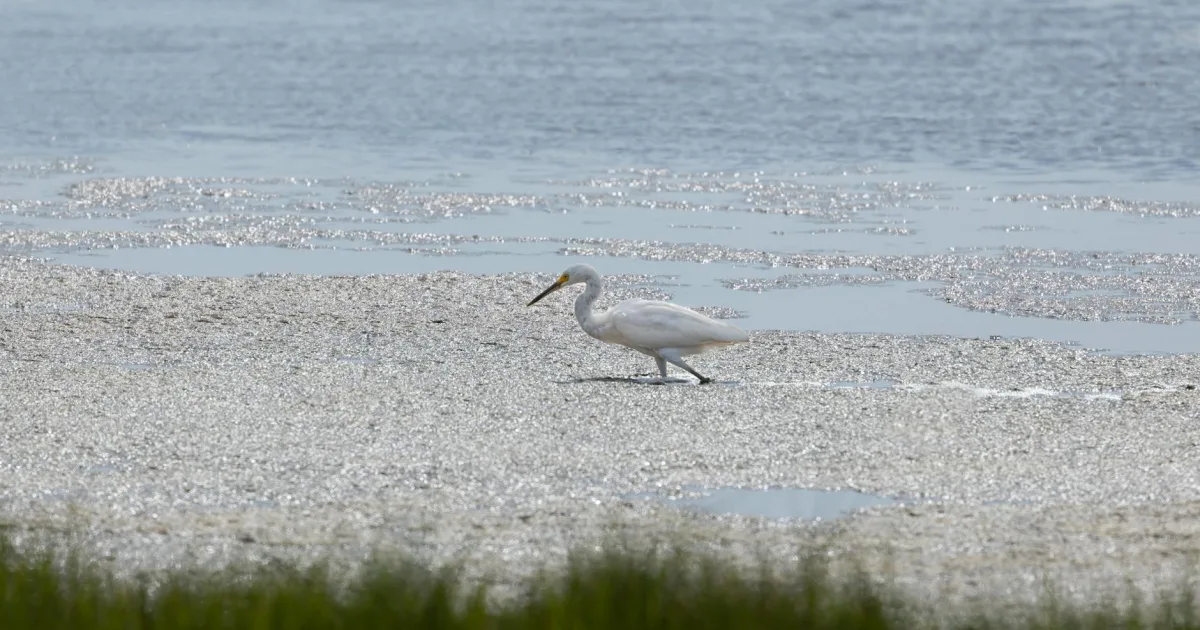Downtown White Marsh, MD, MD