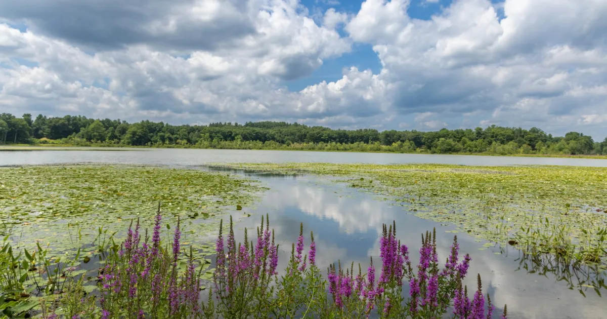 Downtown White Meadow Lake, NJ, NJ