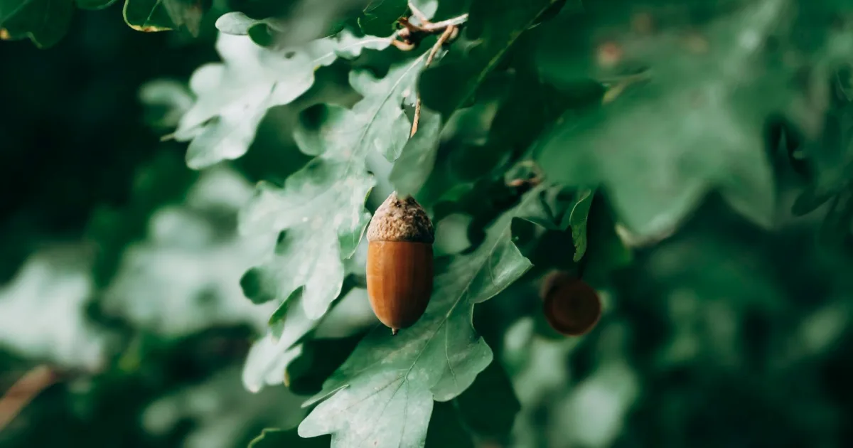 Downtown White Oak, MI, MI