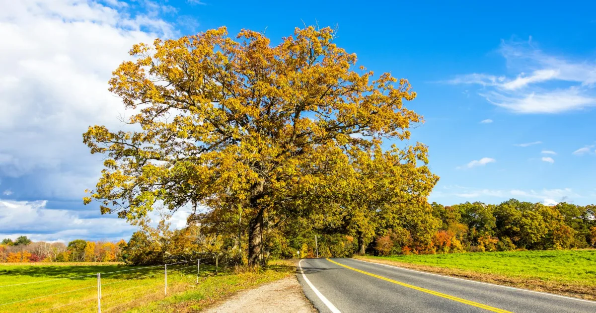 Downtown White Oak, PA, PA