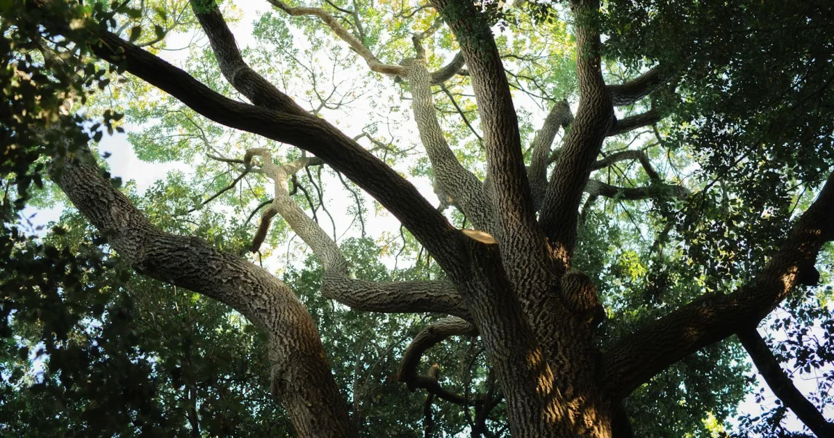 Downtown White Oak, TX, TX