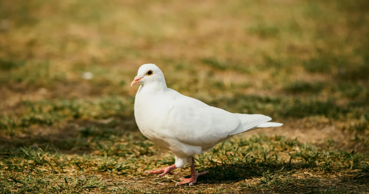 Downtown White Pigeon, MI, MI