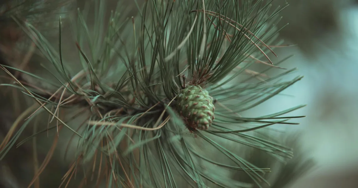 Downtown White Pine, TN, TN