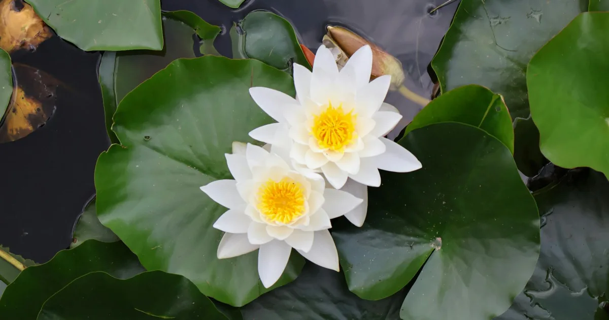 Downtown White Pond, SC, SC