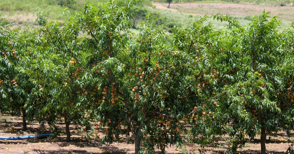 Downtown Wild Peach Village, TX, TX